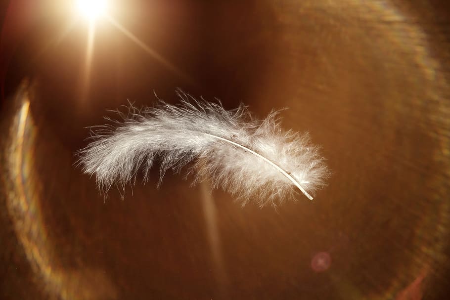 macro photography, white, feather, slightly, weightless, airy, bird feather, animal springs, light, glow