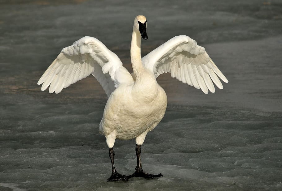 white, duck, daytime, white bird, trumpeter swan, bird, wildlife, nature, wild, waterfowl