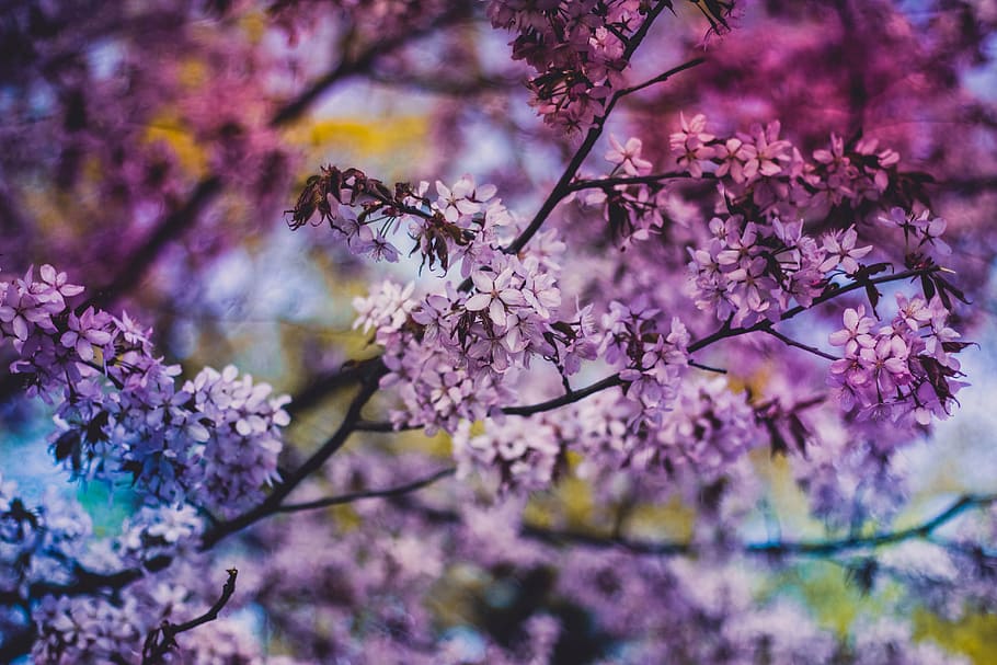 merah muda, bunga petaled, fotografi fokus, siang hari, ungu, bunga, pohon, daun, cabang, alam