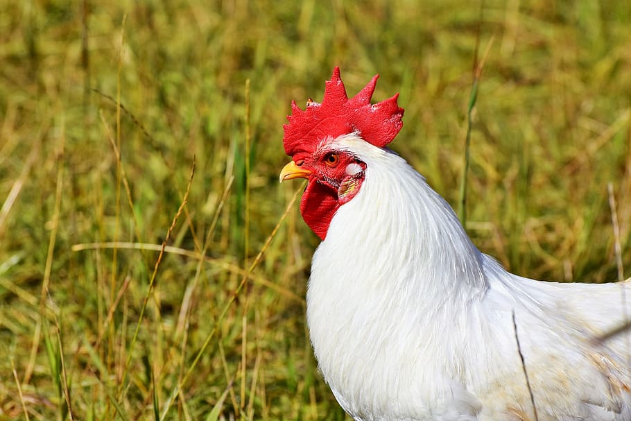close-up, white, rooster, grass, hahn, crow, poultry, comb, chicken, gockel