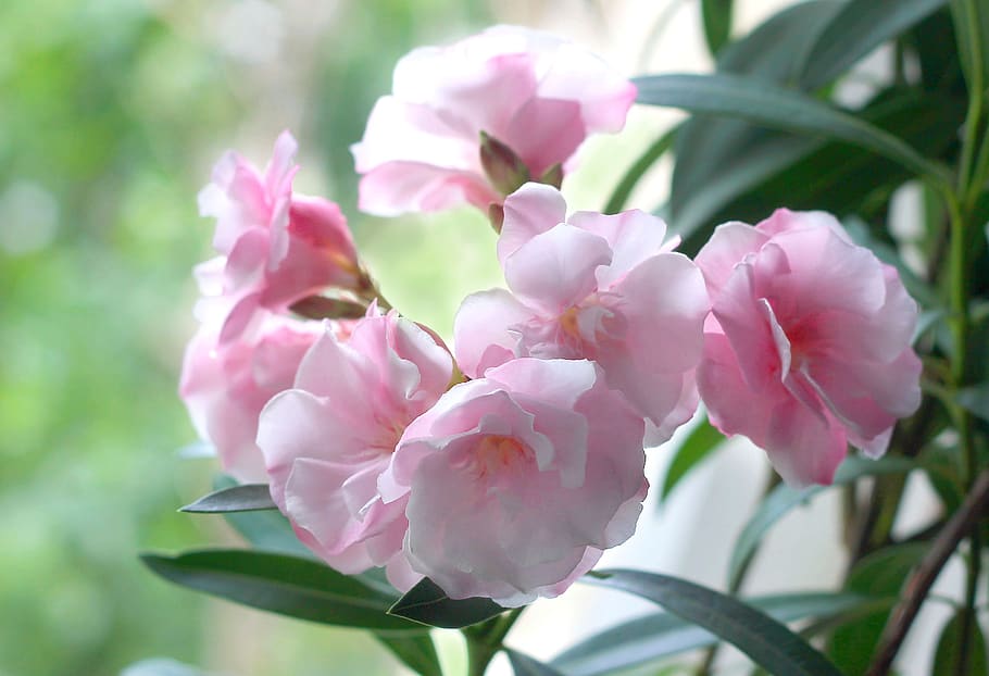 oleander, flowers, nature, pink flowers, closeup, flower, flowering plant, pink color, beauty in nature, plant
