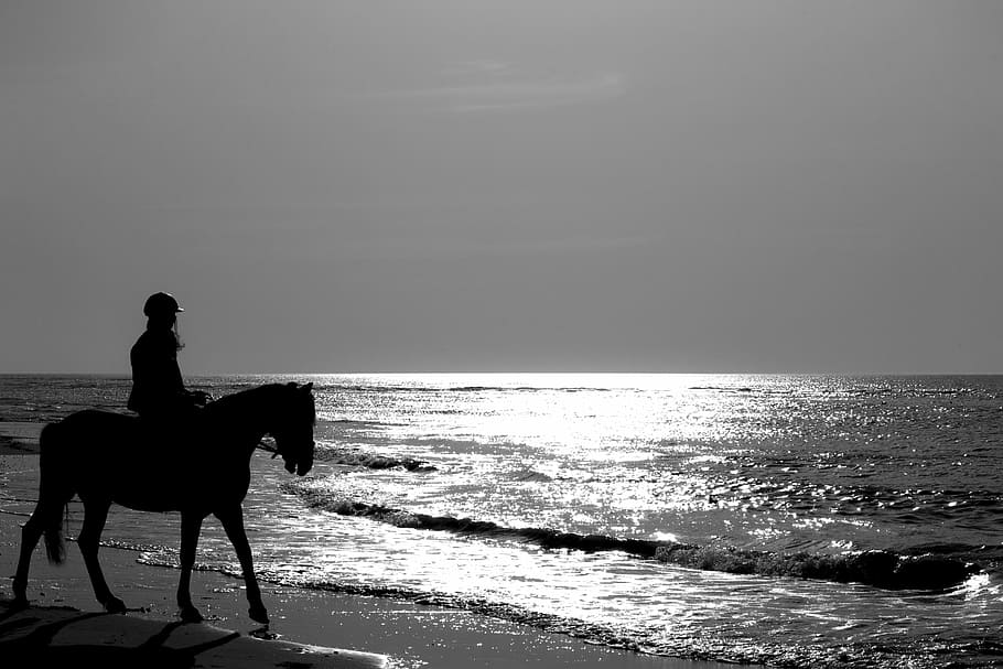 horse, jumper, sea, beach, water, mammal, domestic animals, domestic, land, horizon over water