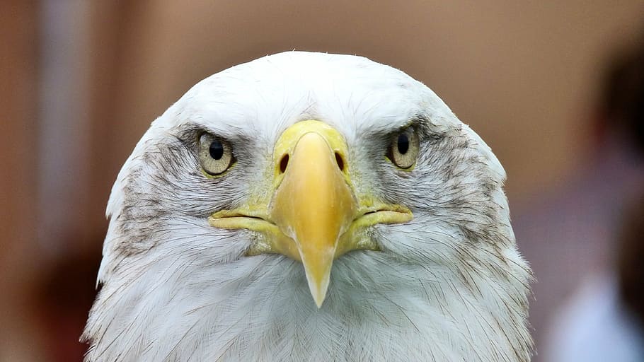 american eagle, white tailed eagle, adler, bald eagle, close, bill, raptor, portrait, bird of prey, coat of arms of bird