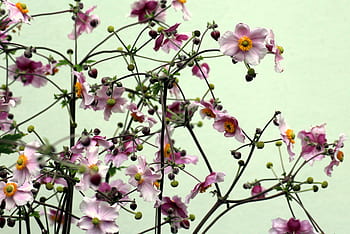 Fotos flores de anémona rosa libres de regalías | Pxfuel