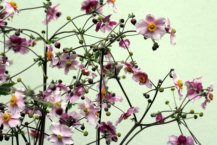 japanese anemone, anemone, flowers, pink, flowering, summer, nature, flowering plant, flower, fragility