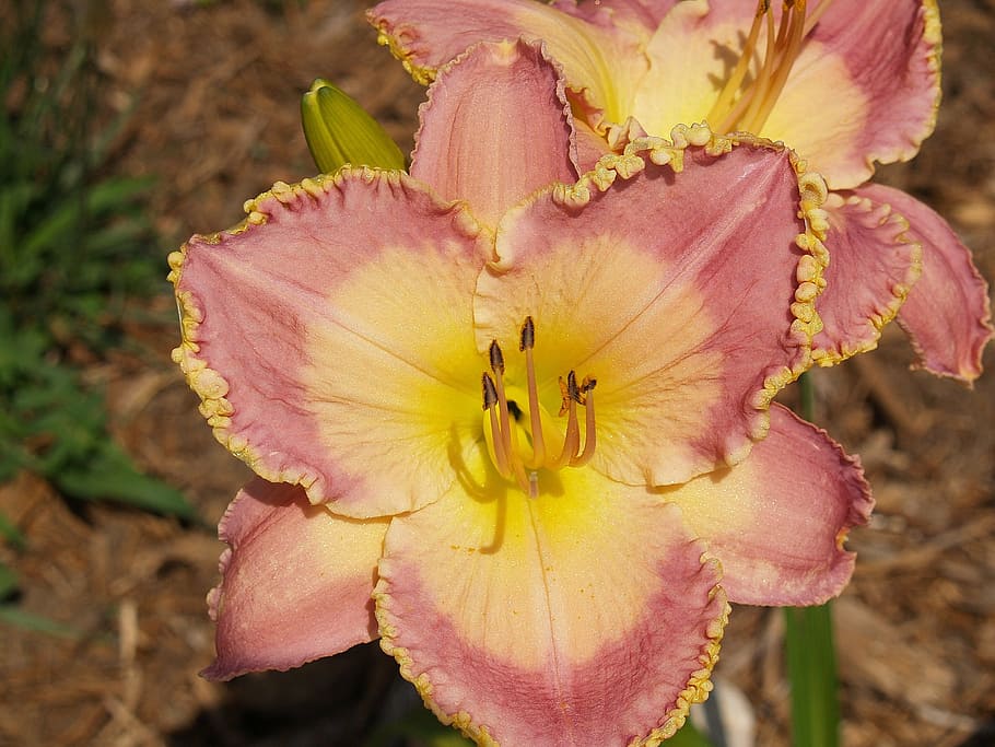 flower, daylily, pink, yellow, crinkled, garden, plant, nature, gardening, bloom