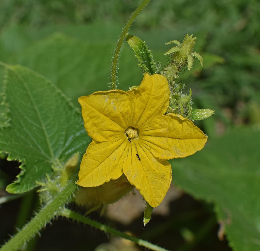 Cucumber, Blossom, Flower, Bloom, cucumber blossom, plant, vegetable, edible, colorful, yellow