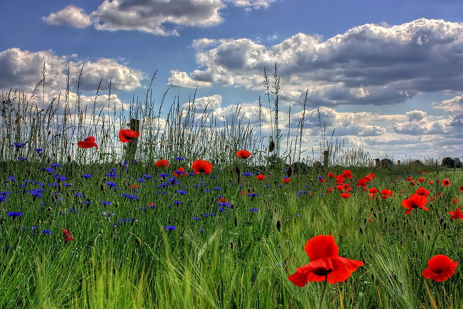 campo de flores rojas y azules, brandenburgo, alemania, naturaleza, amapola, flor, campo, prado, verano, escena rural