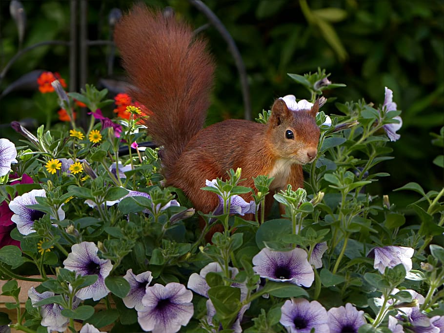 brown, squirrel, purple, petaled flowering plant, animal, rodent, sciurus vulgaris major, foraging, garden, nature