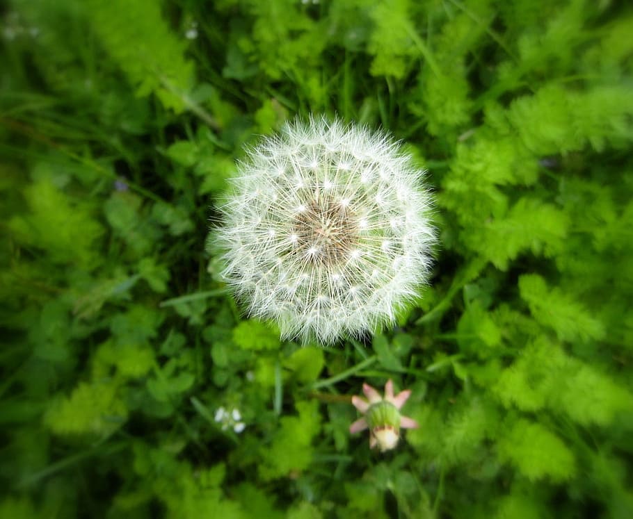 Dandelion, Weed, Flower, Puffy, nature, plant, growth, softness, freshness, flowering plant