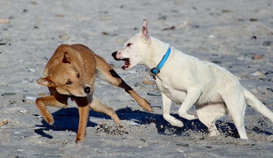 blanco, perro, atacando, bronceado, perros, playa, retozar, jugar, diversión, correr