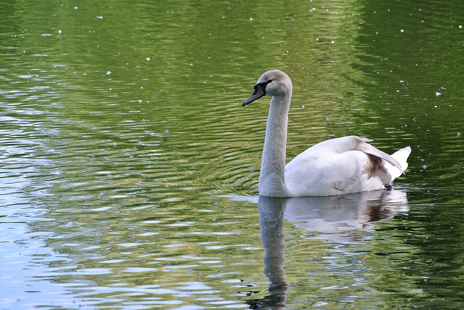 swan, lake, water, nature, animal, white, vertebrate, animals in the wild, animal wildlife, bird