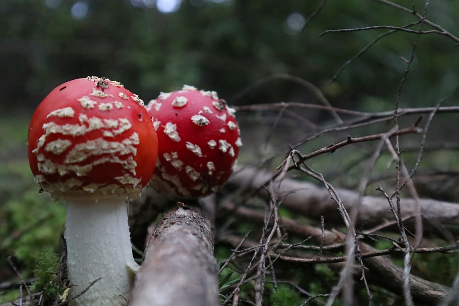 nature, mushroom, fungus, outdoors, wood, fall, toadstool, flora, uncultivated, edible agaric