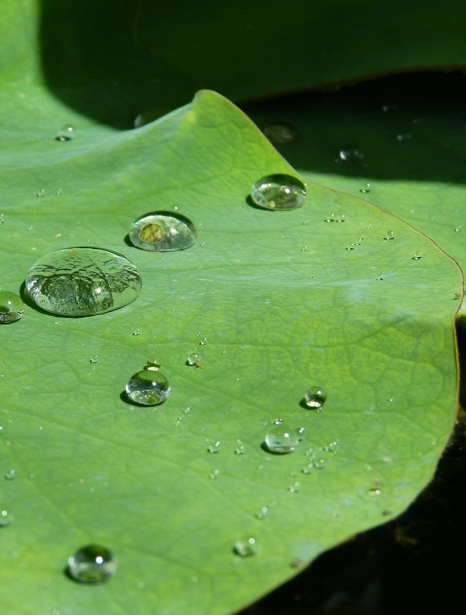 lotus effect, drip, water, structure, raindrop, transparent, beaded, run off, wet, drop of water