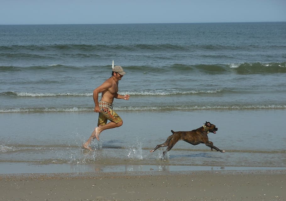 boxer, dog, race, racing, boxer dog, water, beach, sea, animal themes, canine