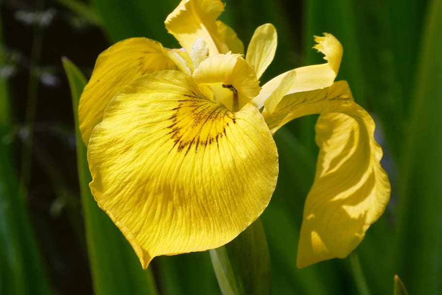 yellow lis, lissenfamilie, oeverplant, iris pseudacorus, ditch, flower, bloom, spring, yellow, nature