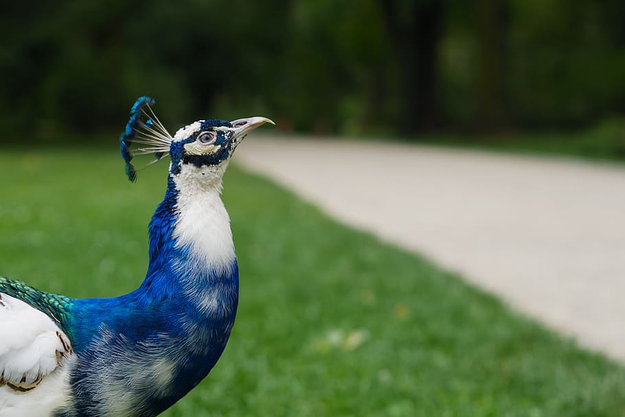 selective, focus photo, white, blue, peacock, green, grass, peacocks, bird, nature
