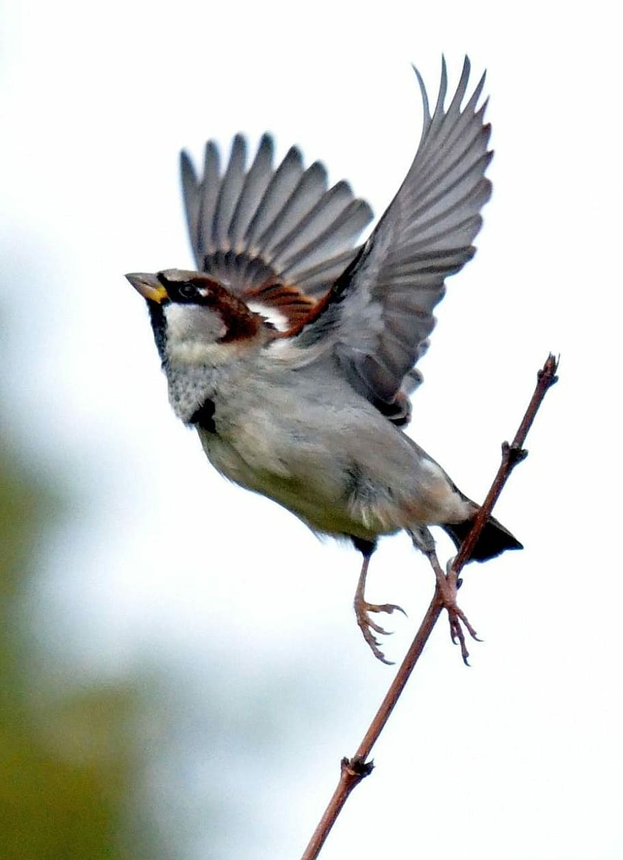 selective, focus photo, grey, brown, bird, flying, selective focus, brown bird, sparrow, wing