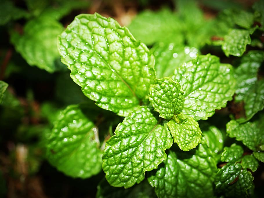 shallow, focus photography, green, plant, mint, leaf, menthol, herb, peppermint, fresh