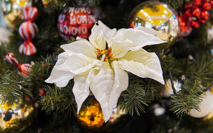 natal, dekorasi natal, hiasan natal, perhiasan natal, christbaumkugeln, menanam, dekorasi, bunga, close-up, pohon natal