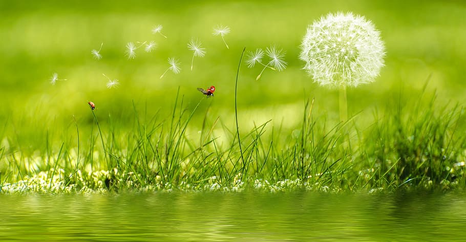 dandelion, focus photo, meadow, ladybug, flower, plant, rush, grass, green, nature