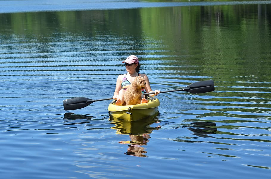Canoa, lago, perro, remo, estilo de vida, ondas, verano, piragüismo, naturaleza, barco