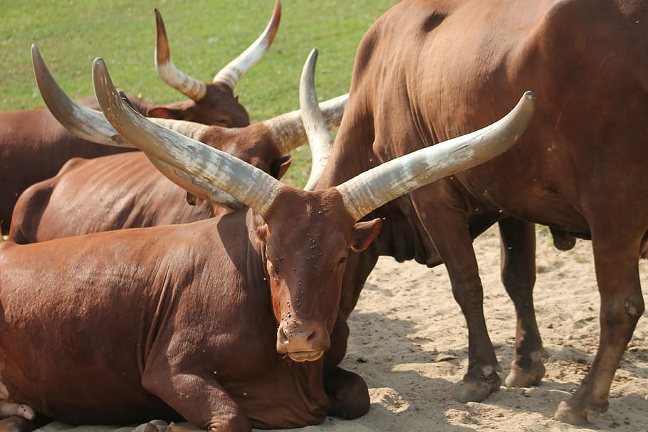 buffalo, zoo, safari, dvur kralove nad labem, animal, animal themes, mammal, domestic animals, group of animals, livestock