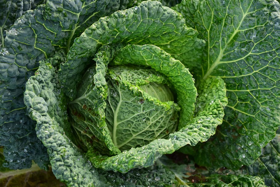 green vegetable, savoy, savoy cabbage, healthy, vegetables, kohl, green, eat, food, vitamins