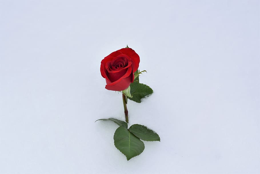 red rose in snow, love symbol, true love never dies, winter, snowy, romantic, cold, frost, outdoors, flower