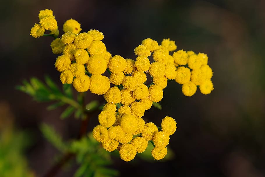 wrotycz, herb, banned, essential, tanacetum vulgare, tansy, yellow flowers, tool, deters parasites, anticancer