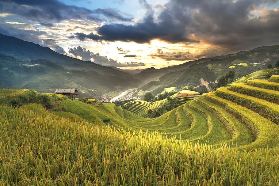 green rice terraces, vietnam, rice, rice field, ha giang, terraces, hoang su phi, travel, the landscape, natural
