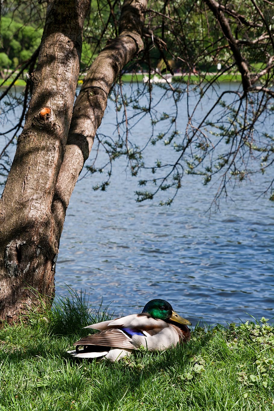 duck, tree, beach, vertical photo, nature, lake, landscape, calm, in the summer of, grass