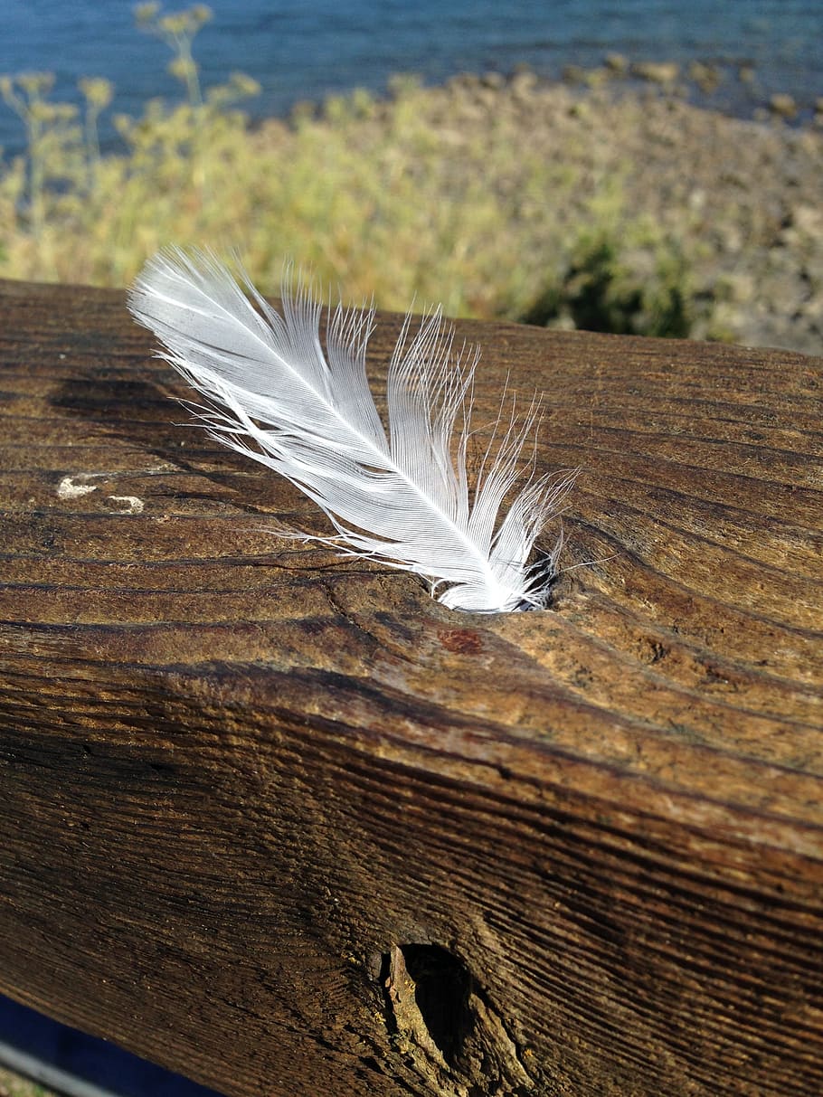 white feather, peace, love, white, feather, hope, dom, symbol, sign, spirituality