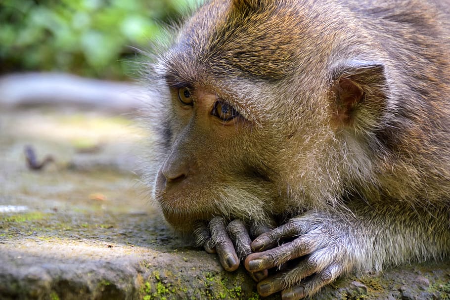 Bali, Indonesia, Viajes, Ubud, bosque de monos, mono, naturaleza, animal, cara, cabeza