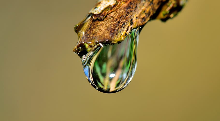 water drop, beige, stick, in-close, drop, water, grass, rain, nature, wet
