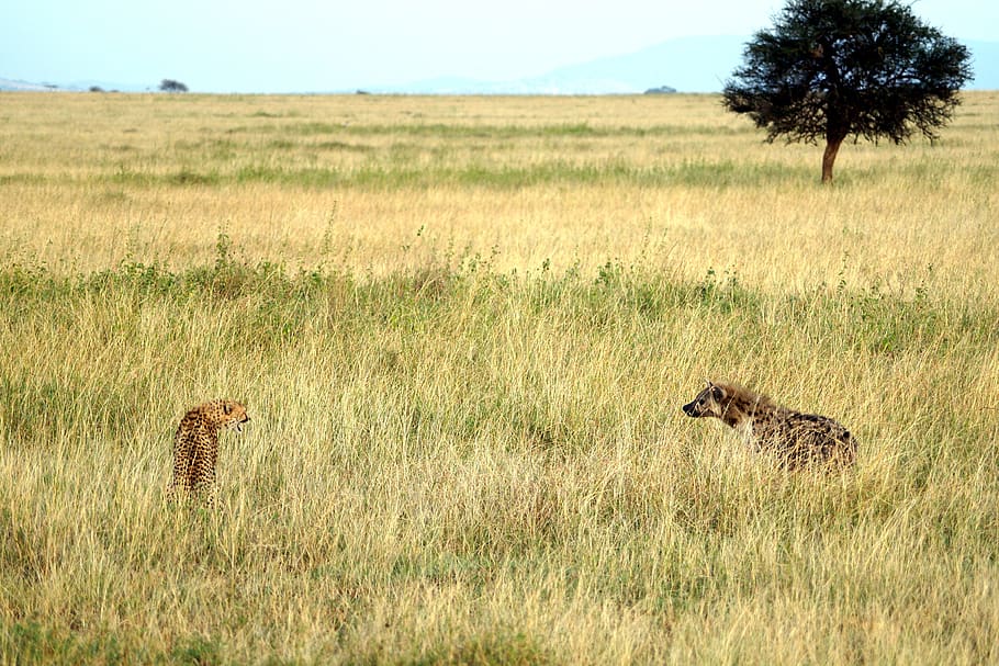 guepardo, hiena, diente, colmillos, agresivo, defender, animal, rivales, estepa, serengeti