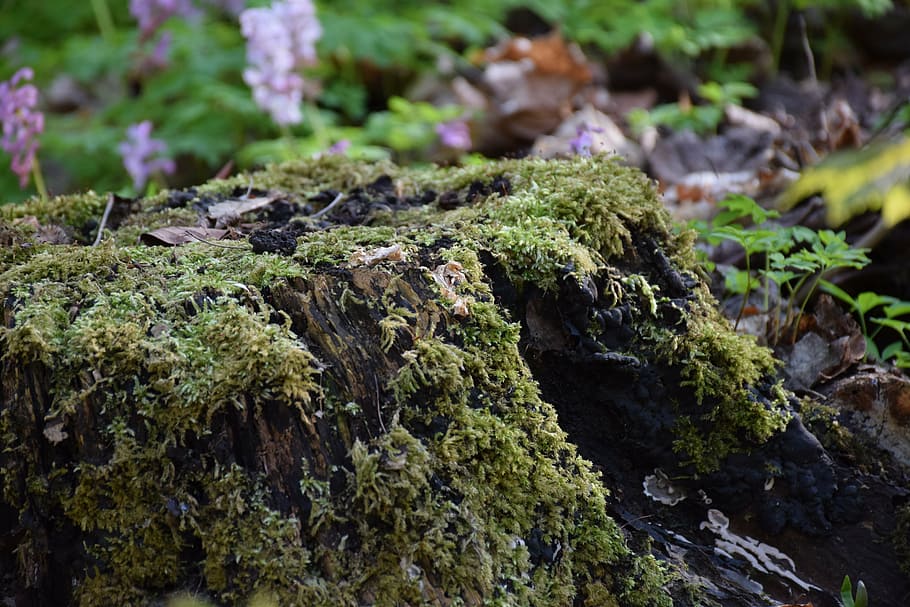 tree stump, old, rot, nature, overgrown, weathered, dead, moss, growth, plant