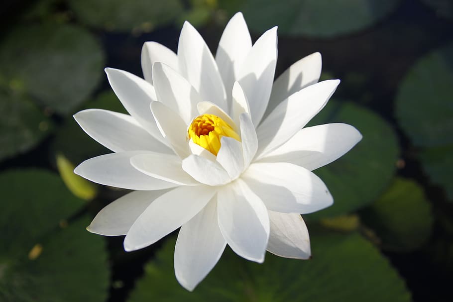 white water lily, blooming, pond, sung flower, thailand, flower, flowering plant, petal, fragility, beauty in nature