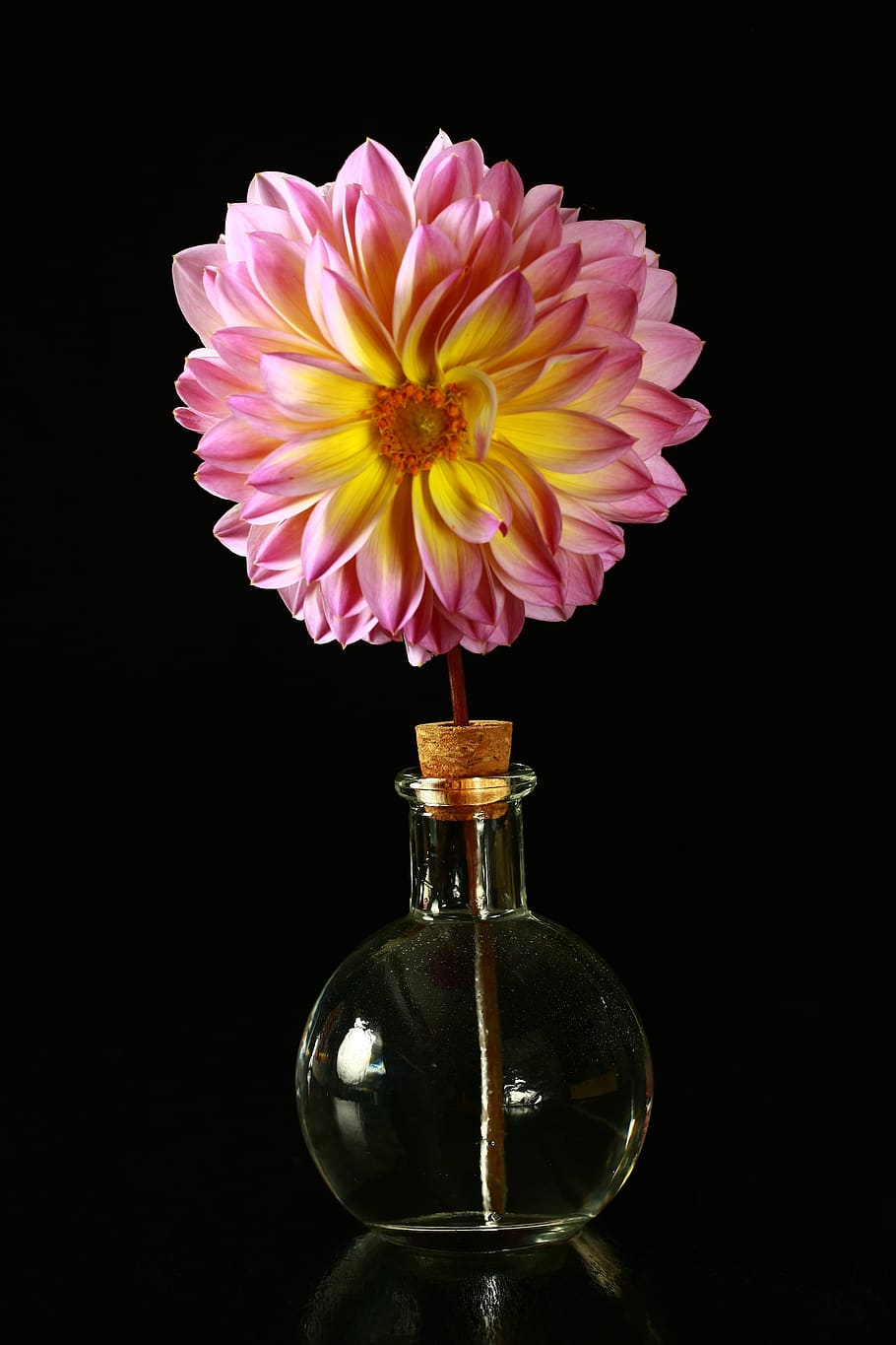single dahlia in a vase, pink, dahlia, flower, bloom, vase, summer, flora, petals, garden