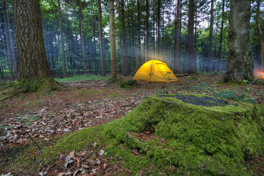 Camping, Tent, Wilderness, Camp, Nature, recreation, adventure, forest, travel, tourism