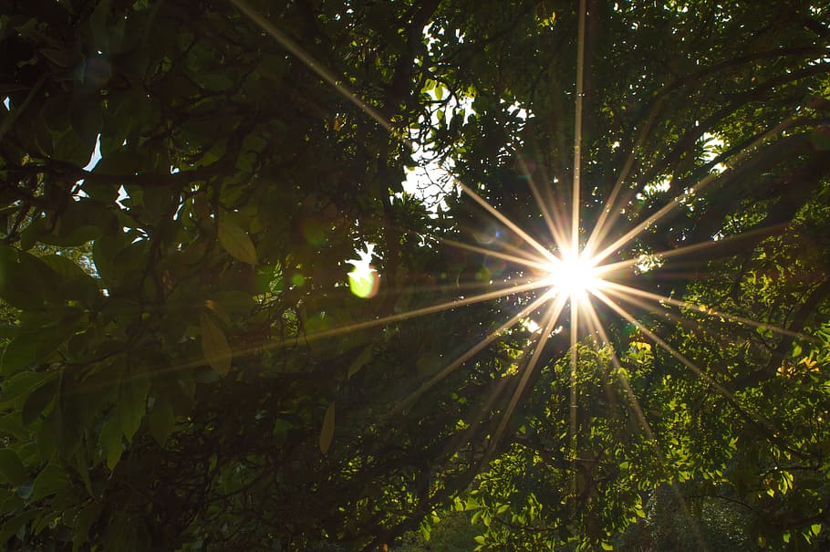 sun rays, passing, leaves, back light, sun, without effects, crown, branches, forest, tree