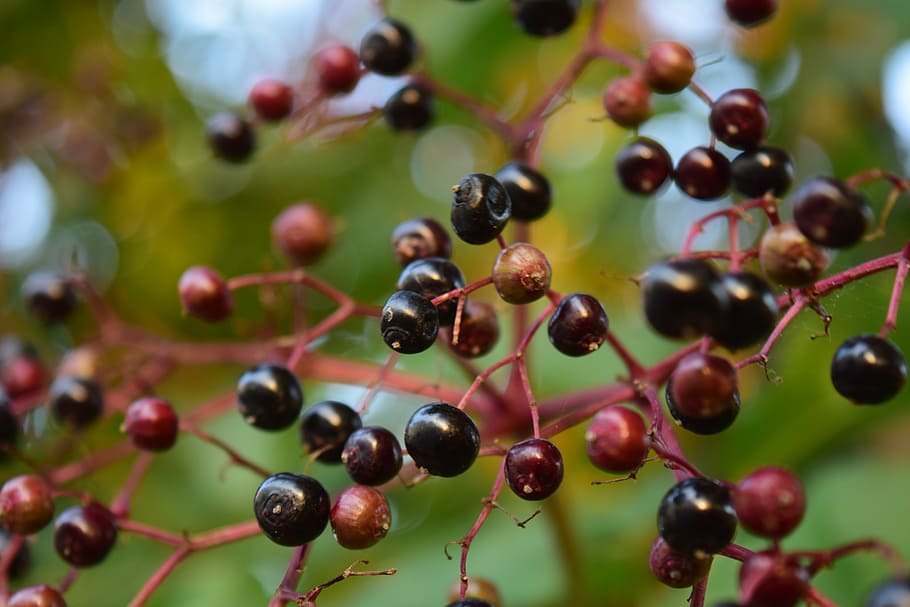 elder, holder, holler, holder bush, black elderberry, close, berries, elderberries, food, food and drink