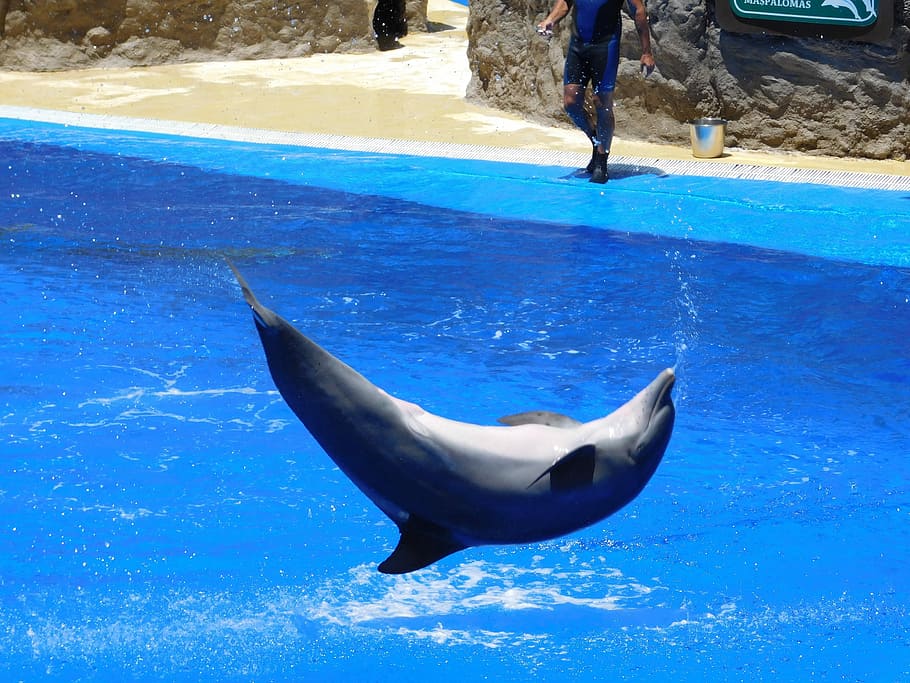 Dolphins, Jump, Water Park, water, stunts, show, fun, dolphinarium, marine mammals, one animal