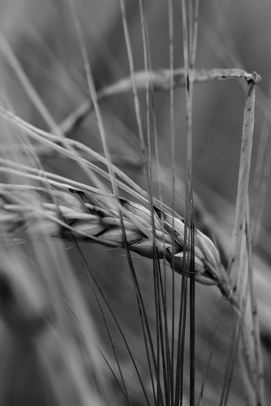 black and white, barley, wheat, farmer, field, the wheat field, cultivation, cereals, agricultural, selective focus