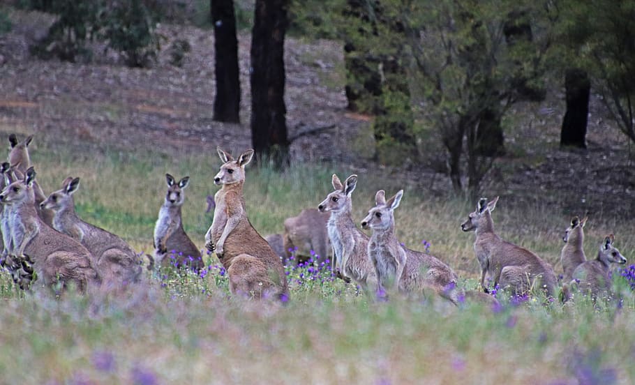 kangaroos, wildlife, australian, native, fauna, family, forest, nature, animal themes, animal