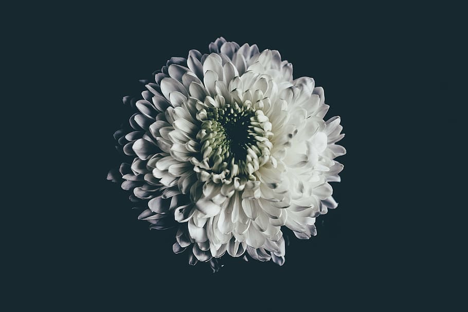 selective, focus photography, white, chrysanthemum flower, flower, petal, bloom, garden, plant, nature