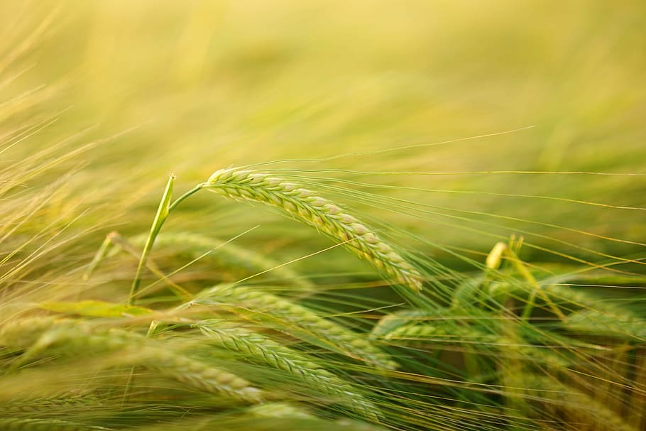 ladang gandum, barley, getreideanbau, budidaya barley, sereal, lapangan, lonjakan, biji-bijian, pertanian, ladang jagung