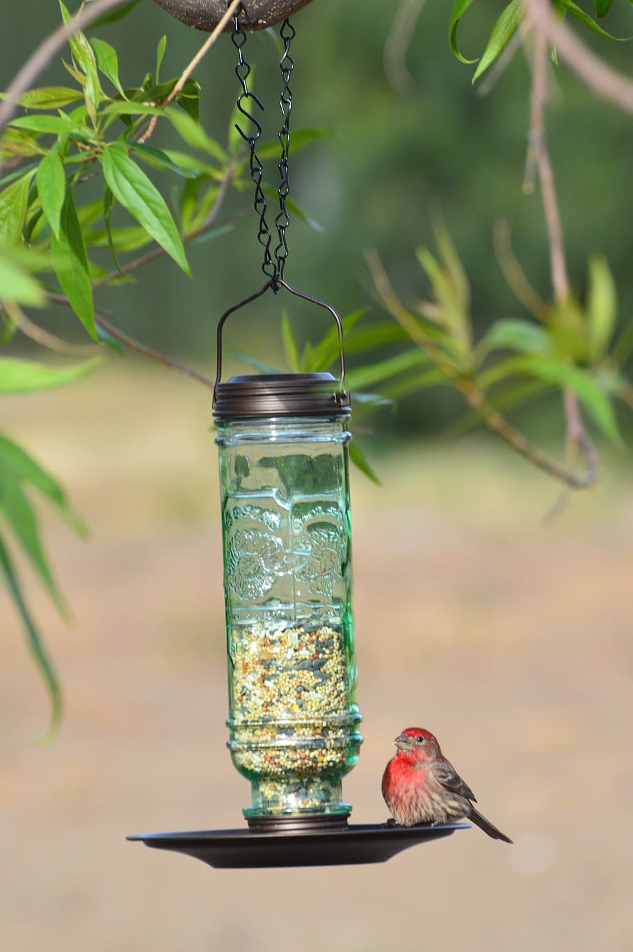 bird, bird feeder, house finch, wildlife, feeder, garden, songbird, cute, feathers, red