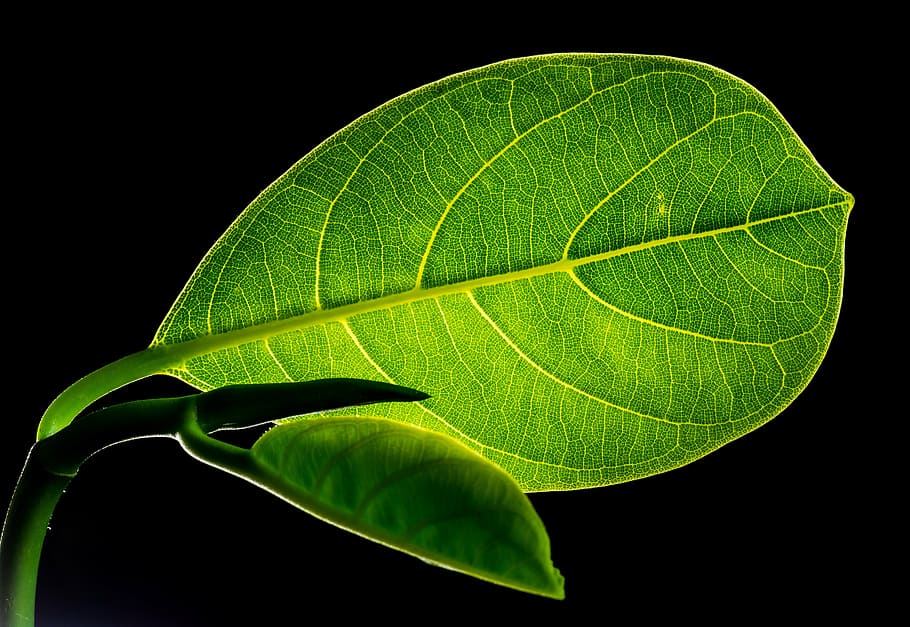 green, veined, ovate leaf, leaf, leaves, jack fruit leaf, nature, green Color, plant, close-up