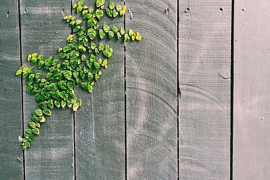 wood, fence, leaves, vines, texture, plant, growth, day, wood - material, leaf